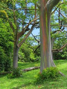 eucalyptus_rainbow