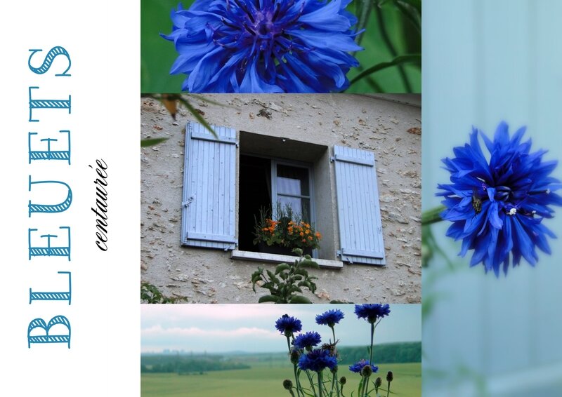 bleuets centaurées Boisemont val d'Oise valerie albertosi