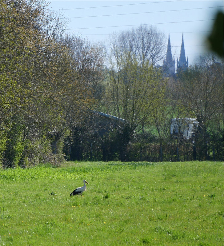 Roussille matin 090423 ym 17 oiseau cigogne clochers