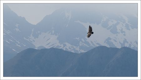 CM_vautour_montagnes_2