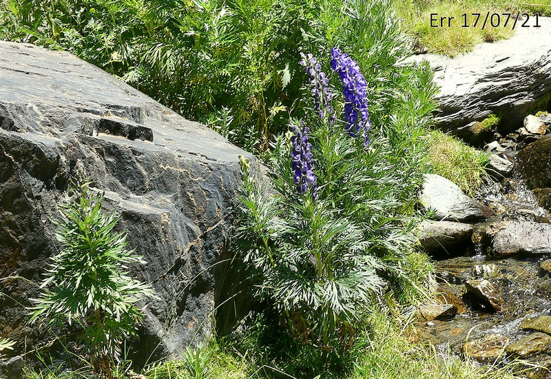 Aconitum napellus subsp vulgare