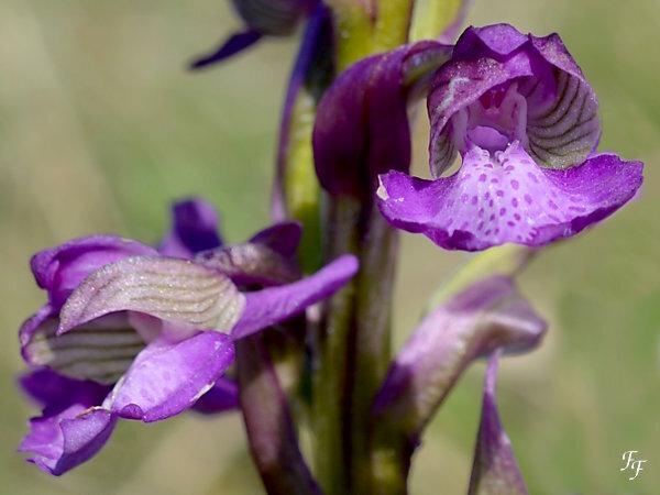 a2015_04_19_orchis_morio_detail