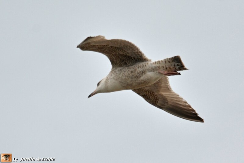 4595-Goeland