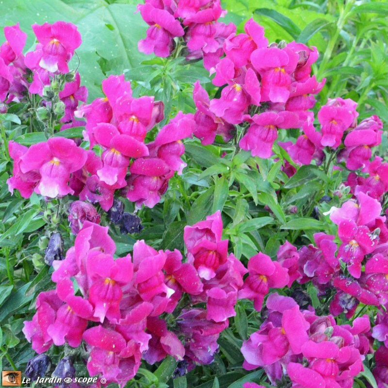 Mufliers-roses-2