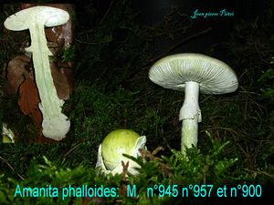 Amanita phalloides n°945 et n°957 et n°900