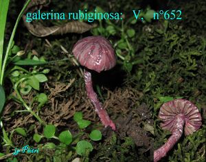 galerina_rubiginosa__n_652