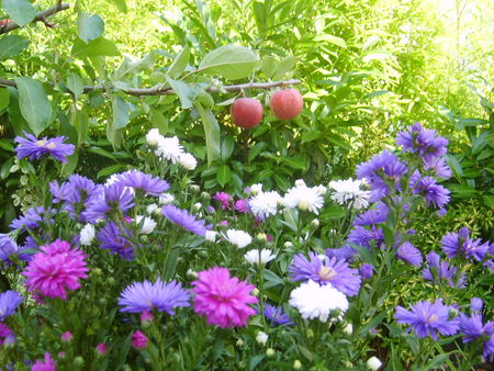 fleurs_jardin