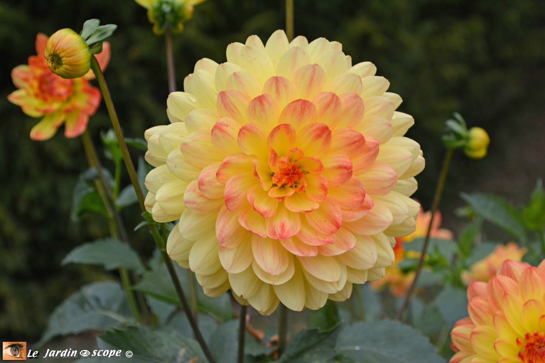 Dahlia--Paso-Doble