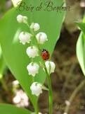 Résultat de recherche d'images pour "muguet porte bonheur"