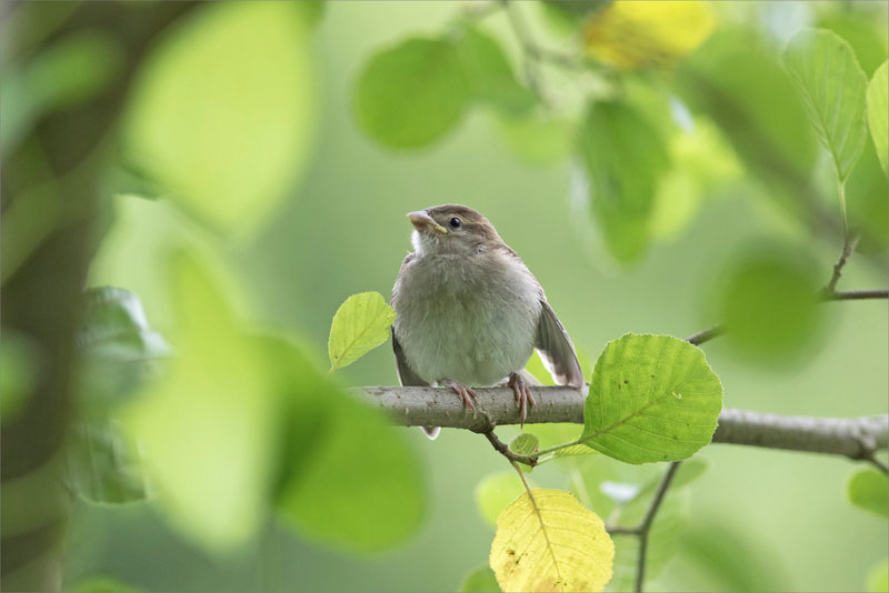 Oiseau moineau jeune 2 060721