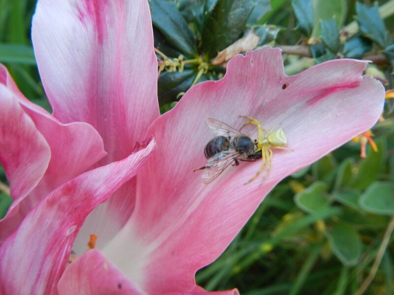 Araignée-crabe sur une tulipe