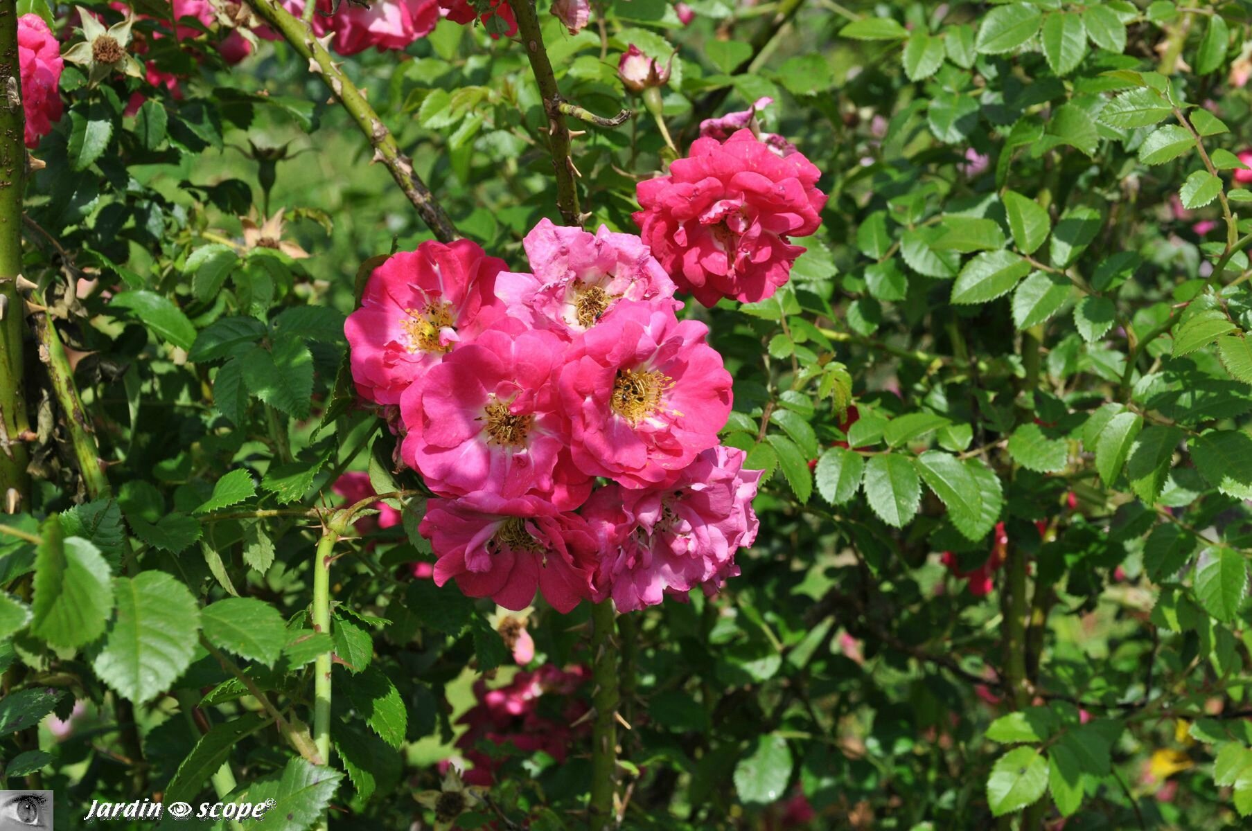 Rosier botanique Rosa moyesii beng shaling