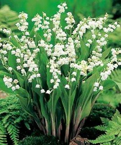 muguet