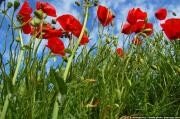 coquelicots