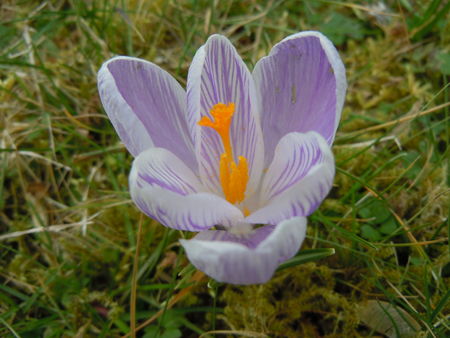 Crocus_mauve