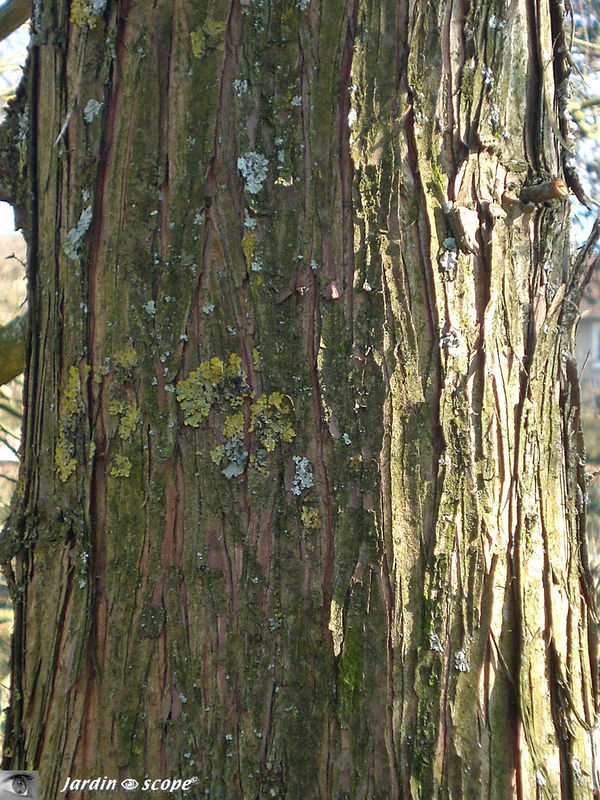 Cyprès chauve • Taxodium distichum • Famille Taxodiaceae