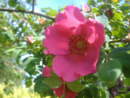 rosa moyesii (géranium)