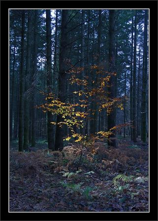 Sologne_arbre_feuilles_soleil_fond_sombre_201110