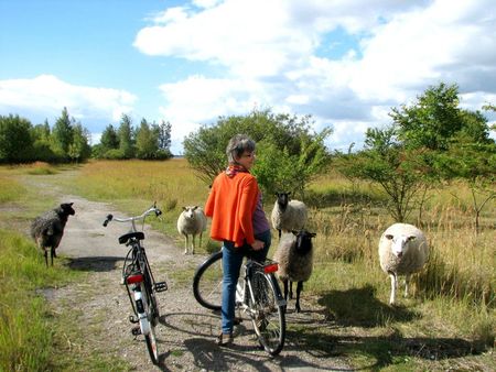 moutons Valby 9-2012 (4) (Medium)