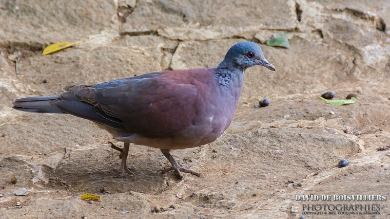 Tourterelle malgache (Streptopelia picturata) - Île Maurice