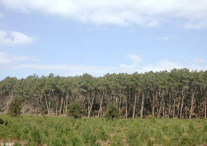 06_panorama_foret_landes