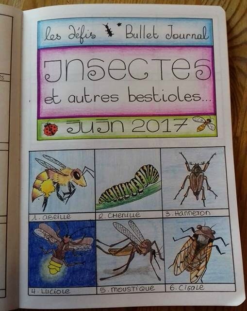 gribouilleavecnous_2017 06_insectes 01 a 06