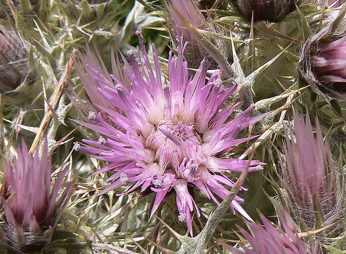 capitule de 15-25 mm composé de fleurs toutes tubulées rose vif