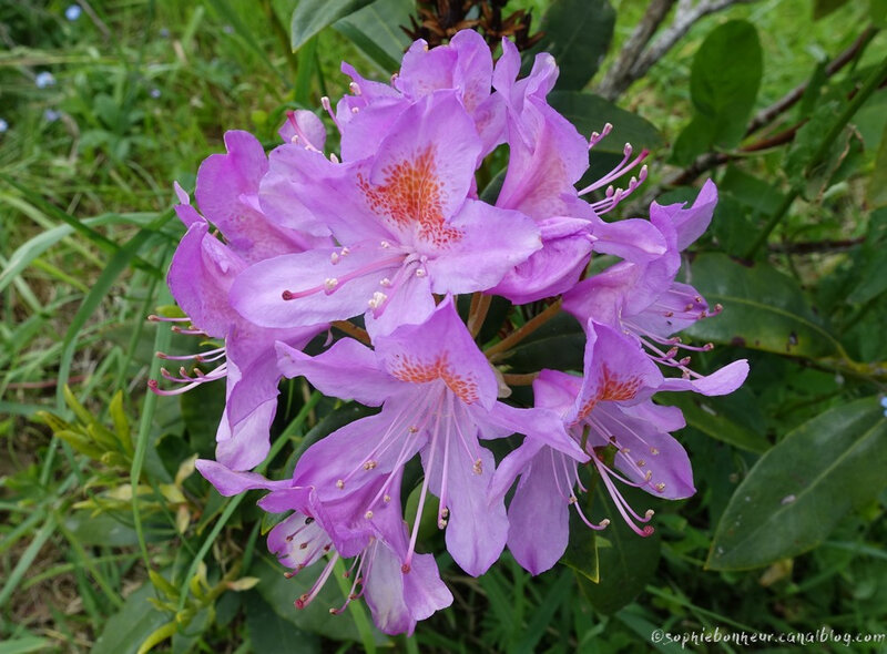 mai rhodo