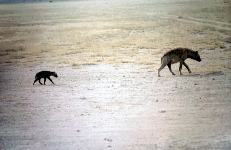 amboseli hyene a