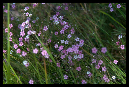petites_fleurs_violettes