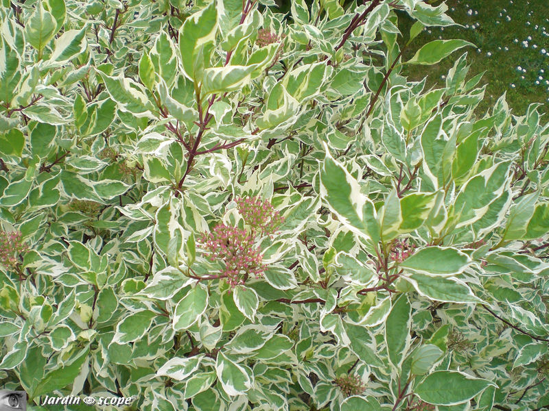 Cornus variegata