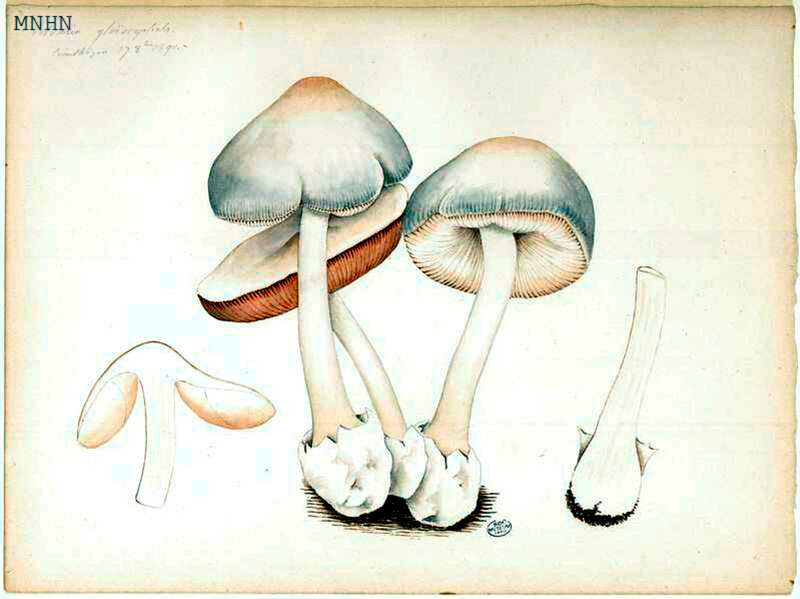 220 Volvaria gloïocephala, 27 8bre 1890, Courthézon
