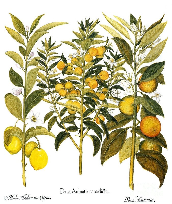 citron-and-orange-1613-granger