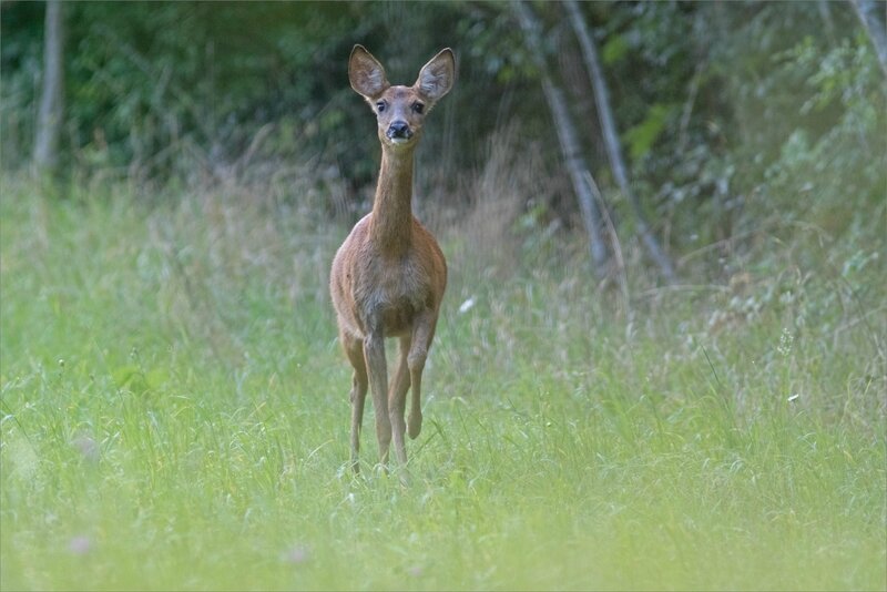 Puits Enfer chevreuil matin 120817 ym 22 face patte levée