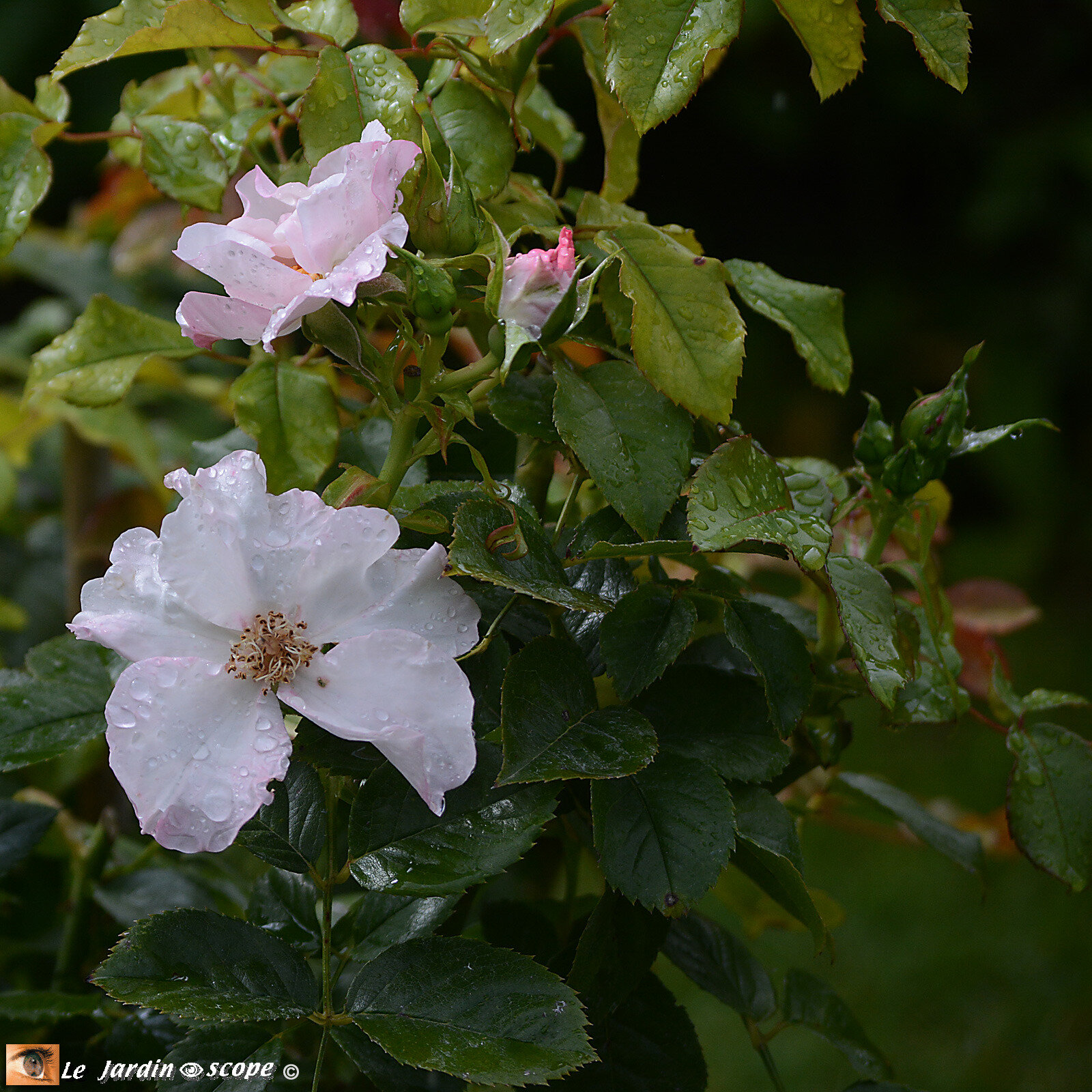 Rosa 'Pearf drift'