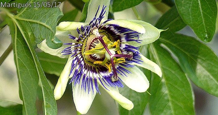 Passiflora caerulea