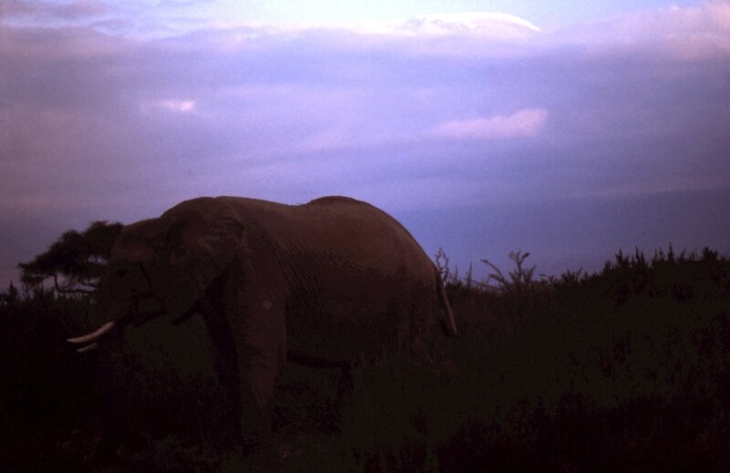 amboseli elephant kili hh