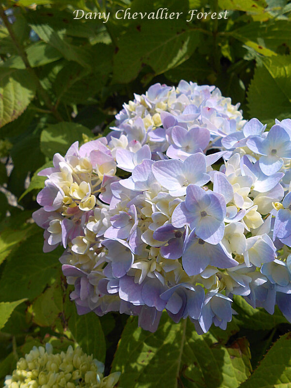 hortensias du jardin2
