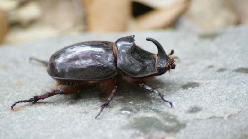 scarabee rhino1