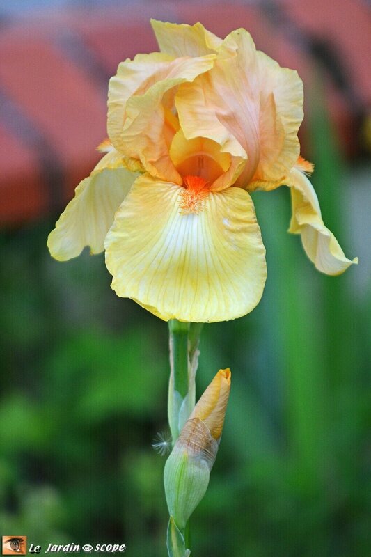 Iris-jaune-devant