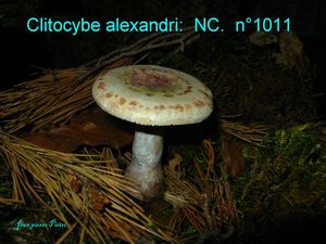 Clitocybe alexandri n°1011