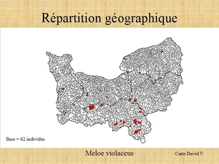 Répartition Meloe violaceus