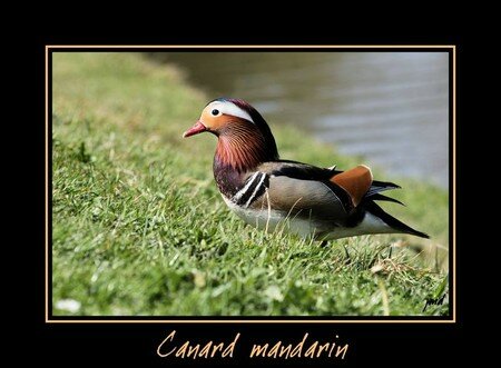 Canard_Mandarin