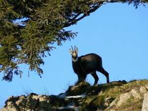 004___Chamois