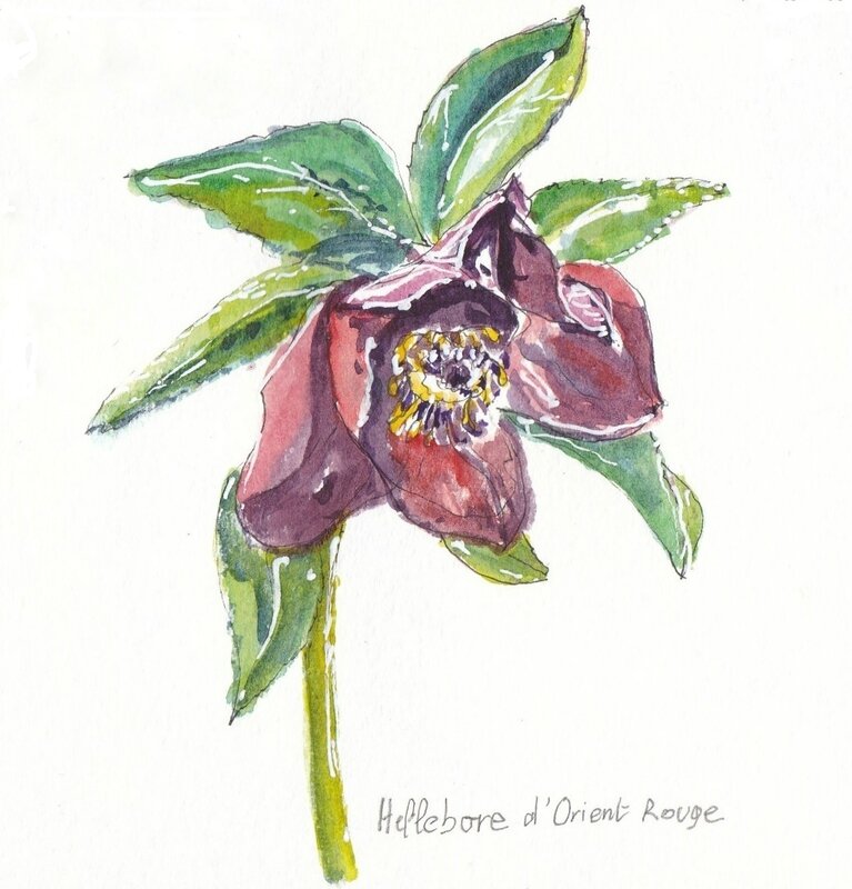 hellebore