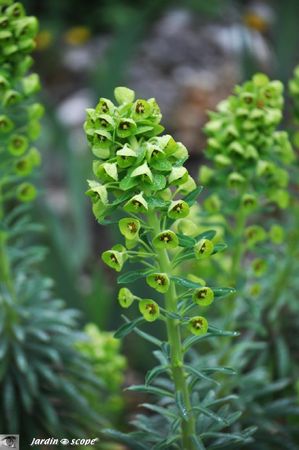 Euphorbia-characias