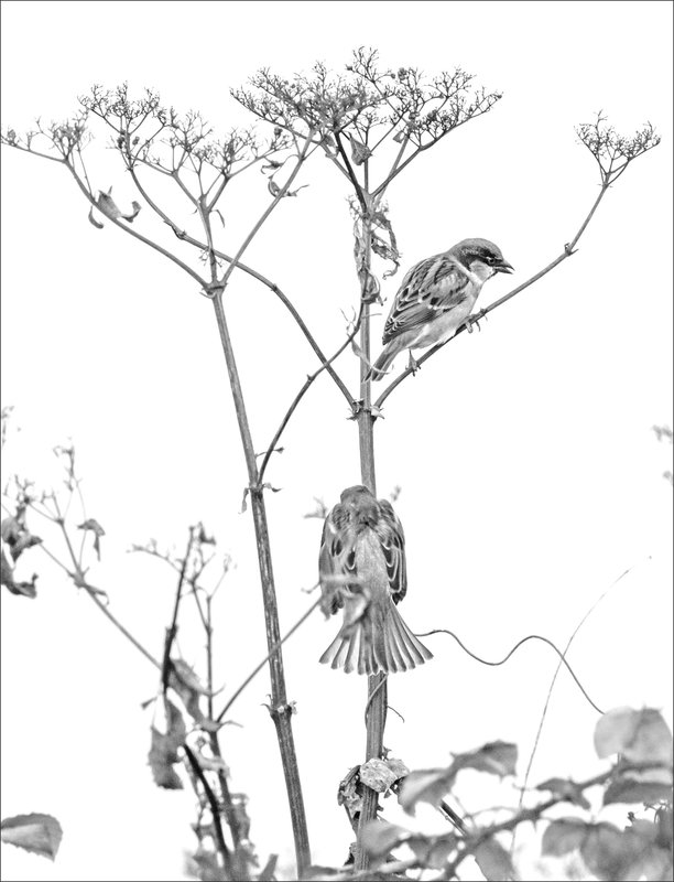 Oiseau moineaux plante nb 221221 ym 1