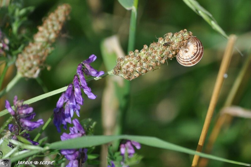 Escargots Hélicelles • Famille des Hygromiidae