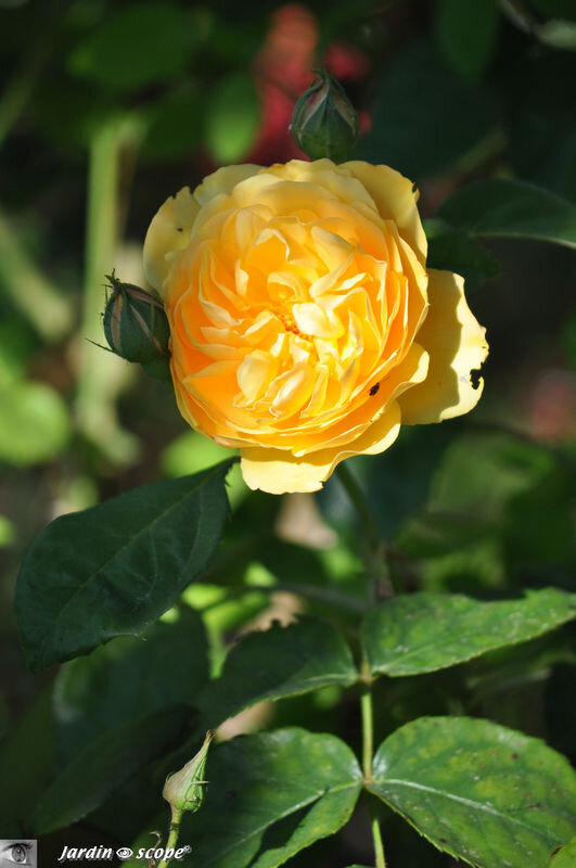 Rosier_Graham_Thomas
