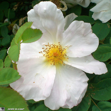 jardins_de_Roquelin_57